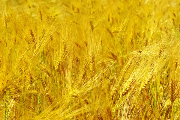 Wheat — Stock Photo, Image