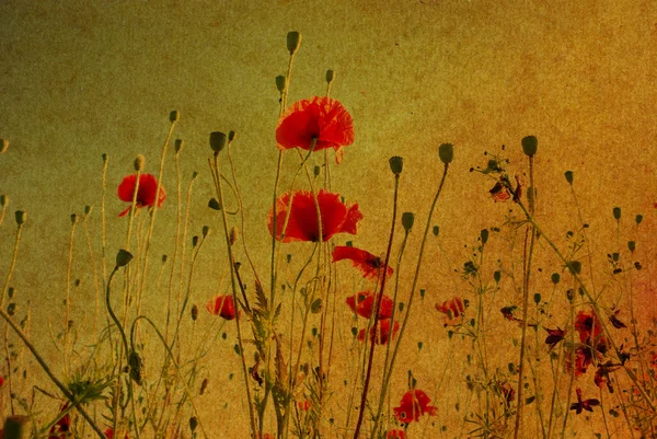 Grunge poppies background — Stock Photo, Image
