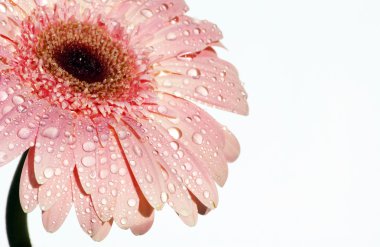 Gerbera clipart