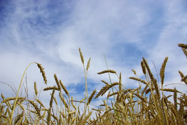 Buğday — Stok fotoğraf