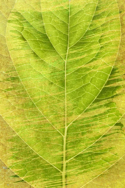 Wzór liścia — Zdjęcie stockowe