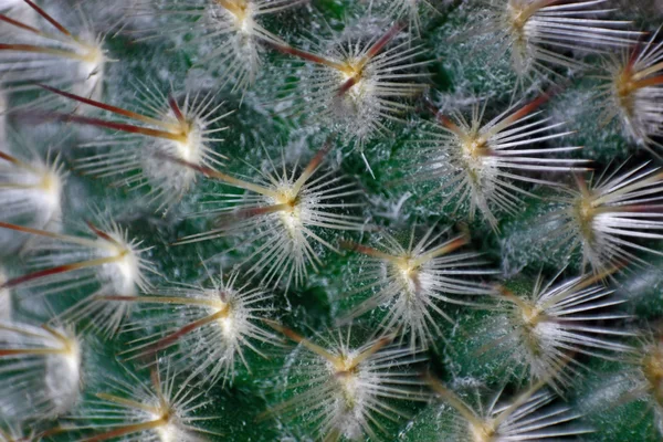 It is a lot of prickles — Stock Photo, Image