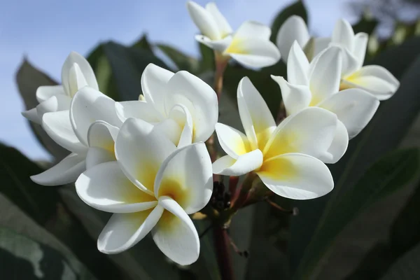 Białe kwiaty — Zdjęcie stockowe