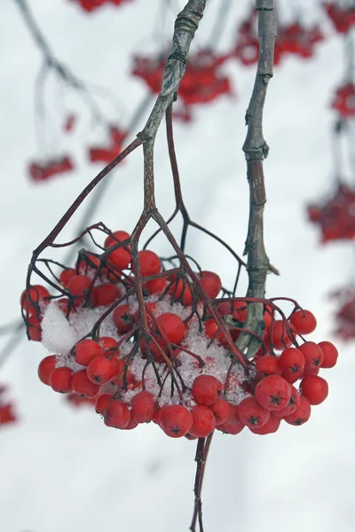 红色浆果 — 图库照片