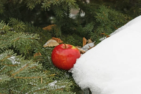 Apple en sneeuw — Stockfoto