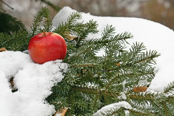 Apfel auf Schnee — Stockfoto