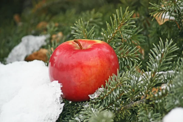 Apfel auf Schnee — Stockfoto