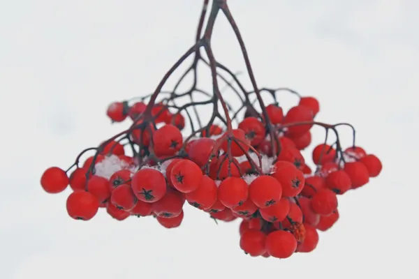 赤い果実 — ストック写真