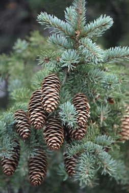 Pine with green needle clipart