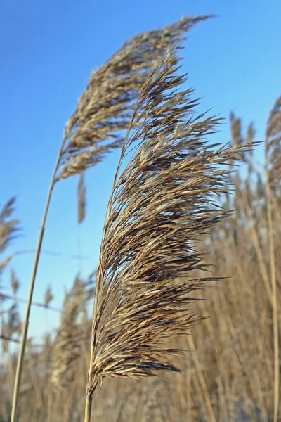 Трава и голубое небо — стоковое фото