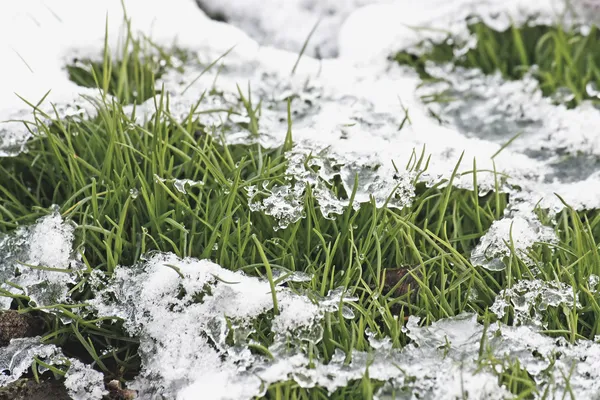 Трава под снегом . — стоковое фото