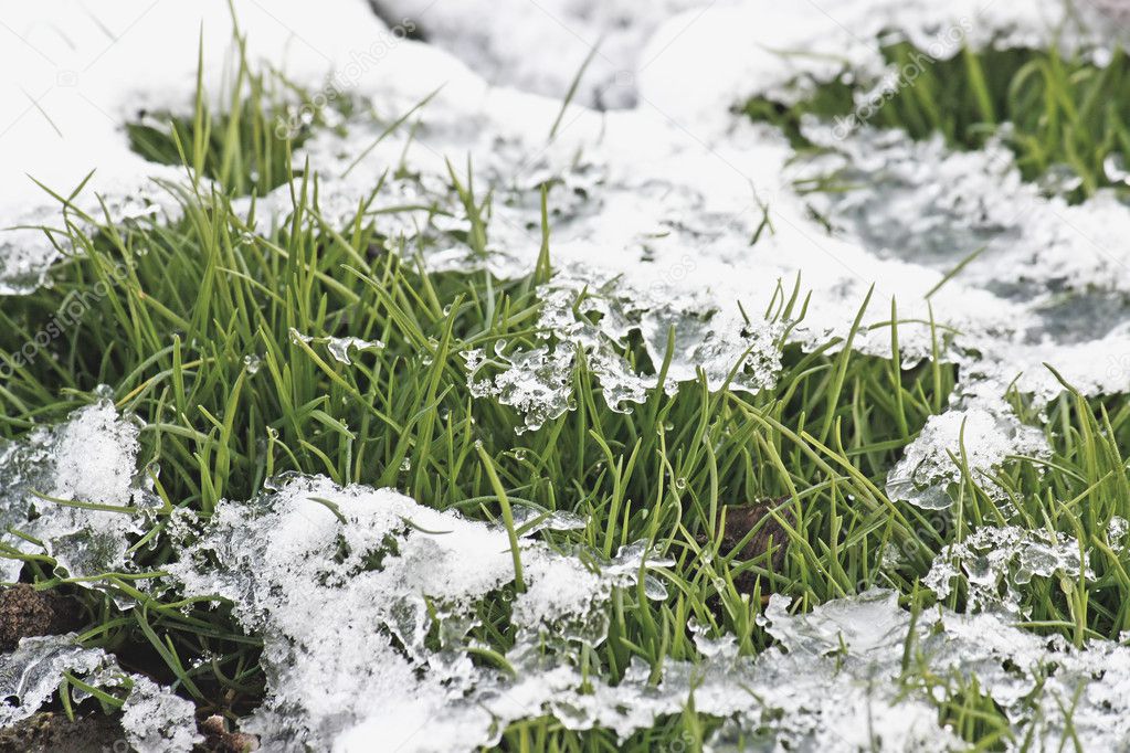 Grass under snow.