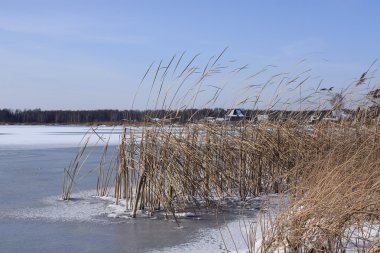 River bank in the winter. clipart