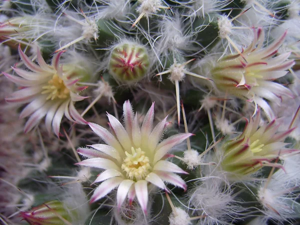 Flores de cactus . —  Fotos de Stock