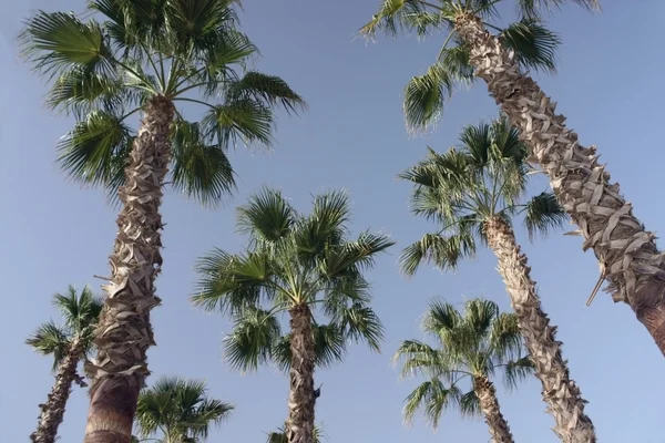 Palmiye ağaçları ve gökyüzü — Stok fotoğraf