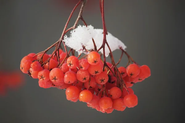 Ягоды под снегом — стоковое фото