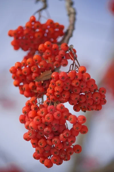 Czerwone jagody — Zdjęcie stockowe