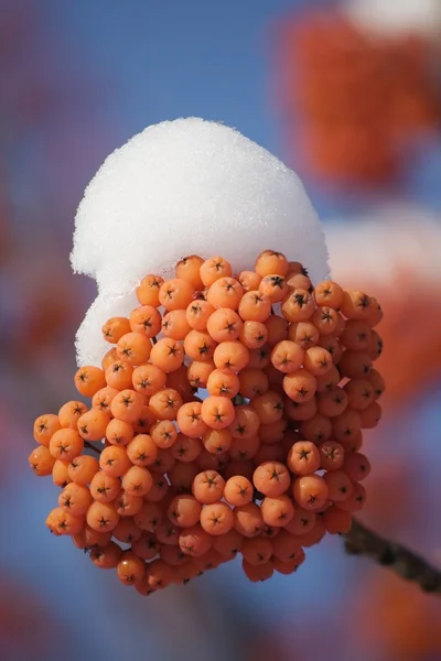 Winter schoonheid — Stockfoto