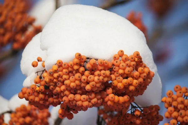 Роуэн под снегом — стоковое фото