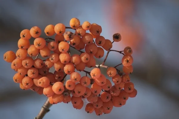 美しい赤い果実 — ストック写真