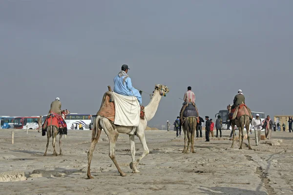Єгипет, Каїр, Гіза, єгипетського верблюдів. — стокове фото