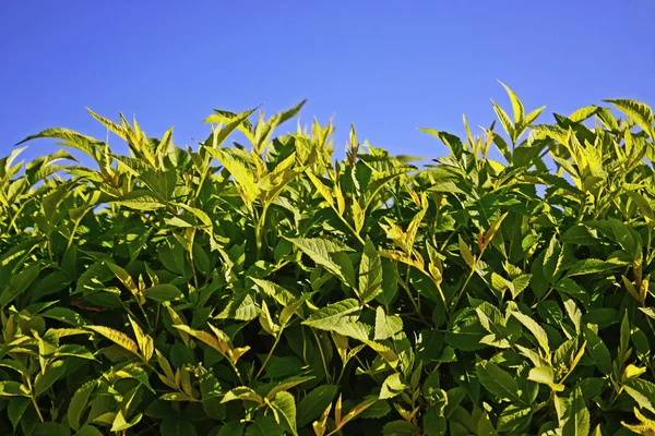 Zielone liście i niebo — Zdjęcie stockowe