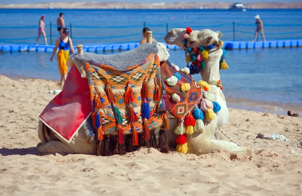 Kamel på stranden — Stockfoto