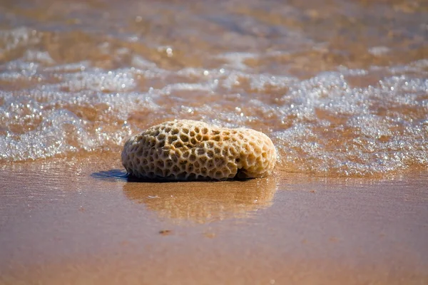 Koralowiec na plaży — Zdjęcie stockowe