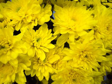 Yellow chrysanthemums clipart