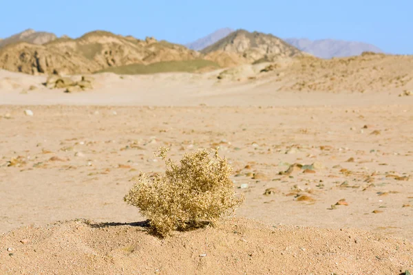 stock image Plant in the desert