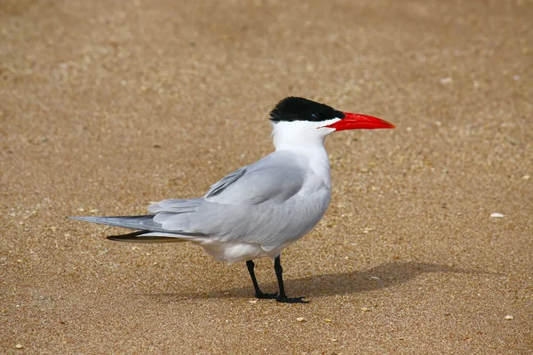 Ptak na brzegu — Zdjęcie stockowe
