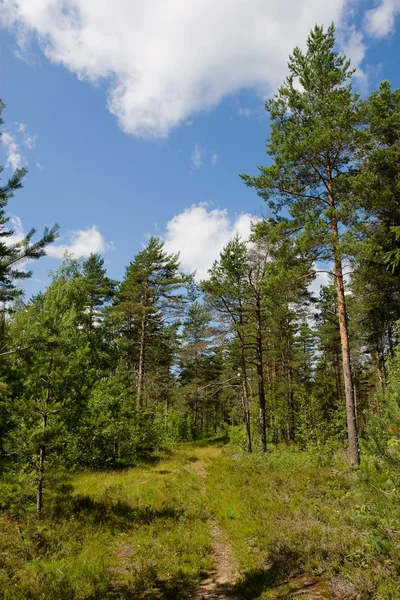 stock image Forest