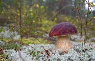 Mushroom in the moss clipart