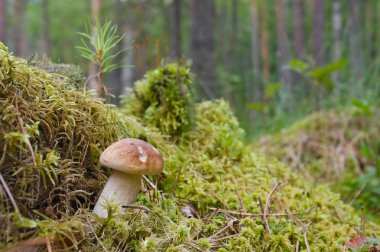 Yosun içinde mantar