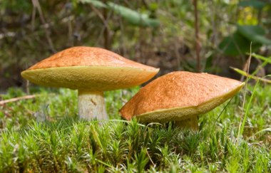 Mushrooms in the moss clipart