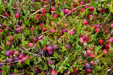 Fresh cranberries clipart