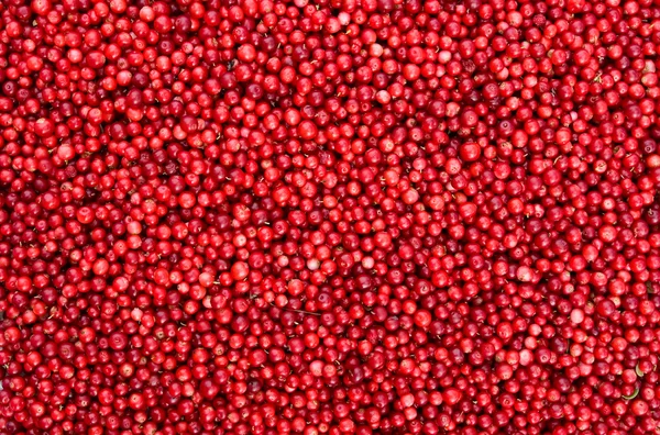 Fresh cowberry — Stock Photo, Image