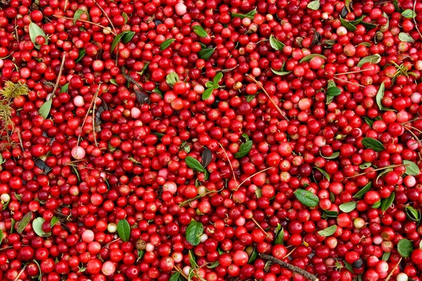 stock image Fresh cowberry