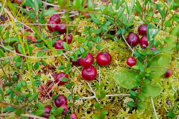 Cranberries no musgo — Fotografia de Stock