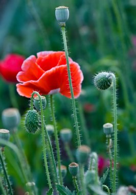 Red Poppy clipart