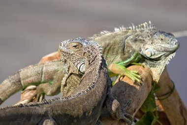 Iguana