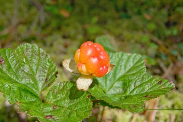 Rubus chamaemorus — Foto de Stock