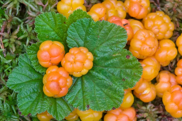 Rubus chamaemorus —  Fotos de Stock