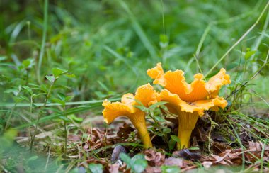 Cantharellus cibarius çim