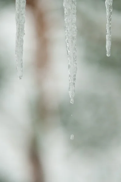 Druipende ijspegel — Stockfoto