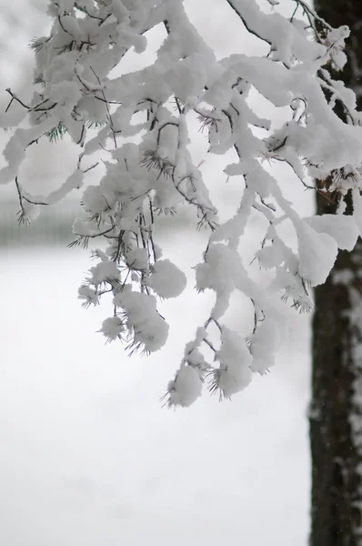 Snowy spruce, — Stock Photo, Image