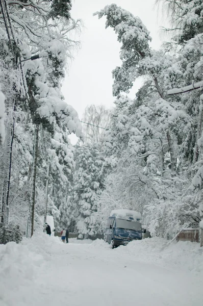 Snowy spruce — Stock Photo, Image