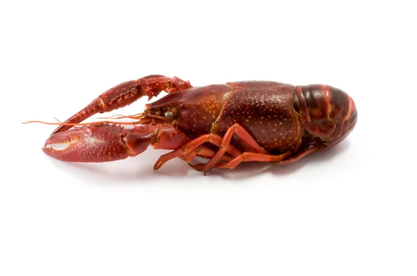 Crawfish/lobster — Stock Photo, Image