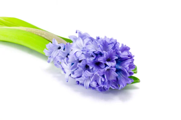 stock image Blue hyacinth