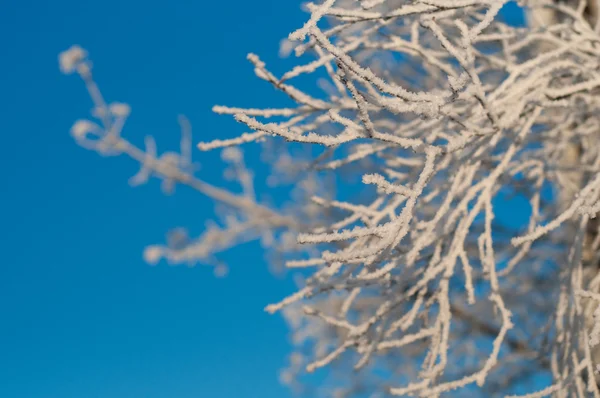 Frozen bush — Stock Photo, Image